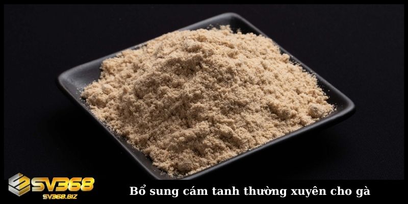 Bổ sung cám tanh thường xuyên cho gà