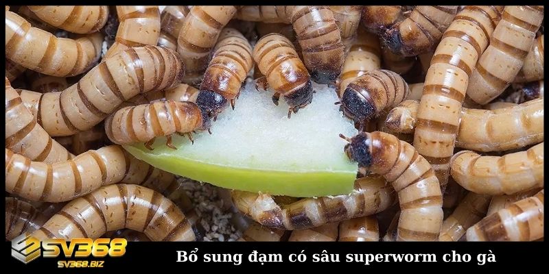 Bổ sung đạm có sâu superworm cho gà