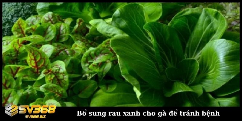 Bổ sung rau xanh cho gà để tránh bệnh