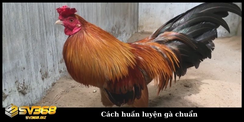 cach huan luyen ga chuan