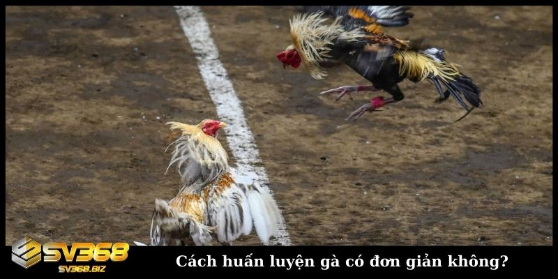 Cách huấn luyện gà có đơn giản không?