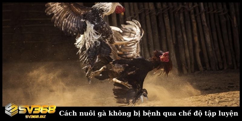 Cách nuôi gà không bị bệnh qua chế độ tập luyện