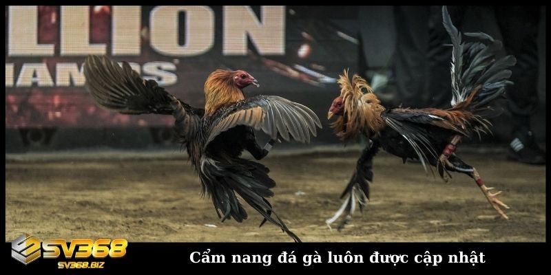 Cẩm nang đá gà luôn được cập nhật