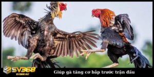 Cho gà ăn gì trước khi ra trận - Giúp gà tăng cơ bắp trước trận đấu