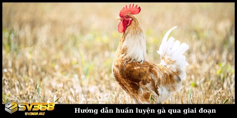 Hướng dẫn huấn luyện gà qua giai đoạn