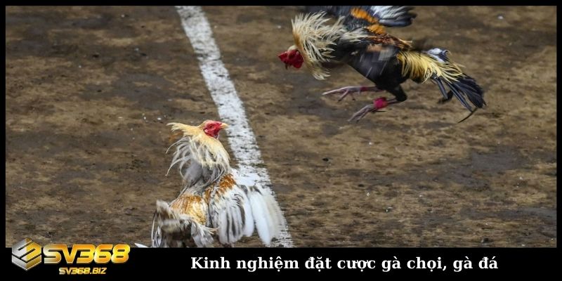 Kinh nghiệm đặt cược gà chọi, gà đá