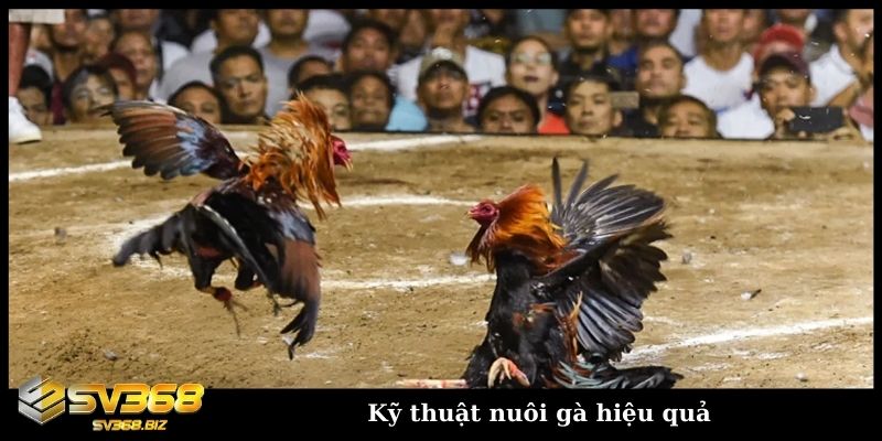 Kỹ thuật nuôi gà hiệu quả