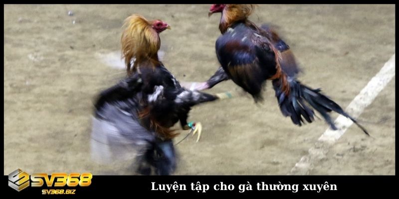 Luyện tập cho gà thường xuyên