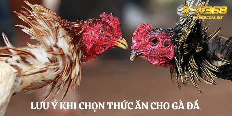 Một số lưu ý khi chọn thức ăn cho gà chọi sư kê cần nắm được 