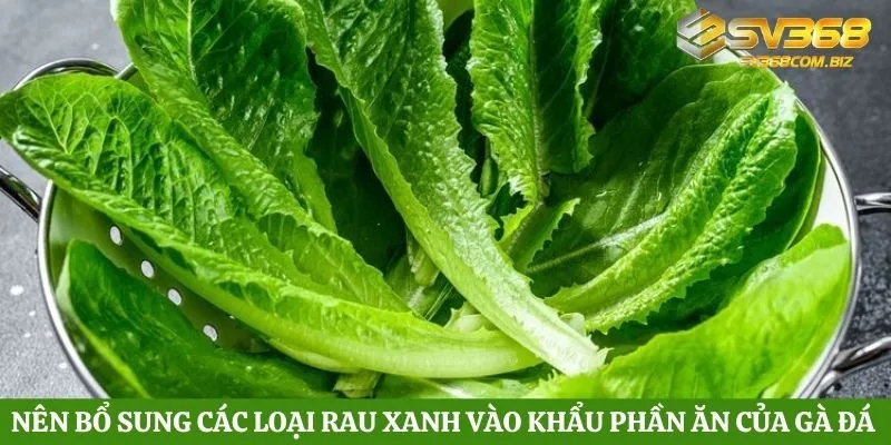 Nên bổ sung các loại rau xanh vào khẩu phần ăn của gà đá 